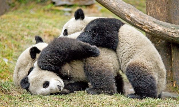 Take a Catamaran Day Trip to Canton, China to see the Giant Pandas